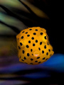   Yellow baby boxfish  